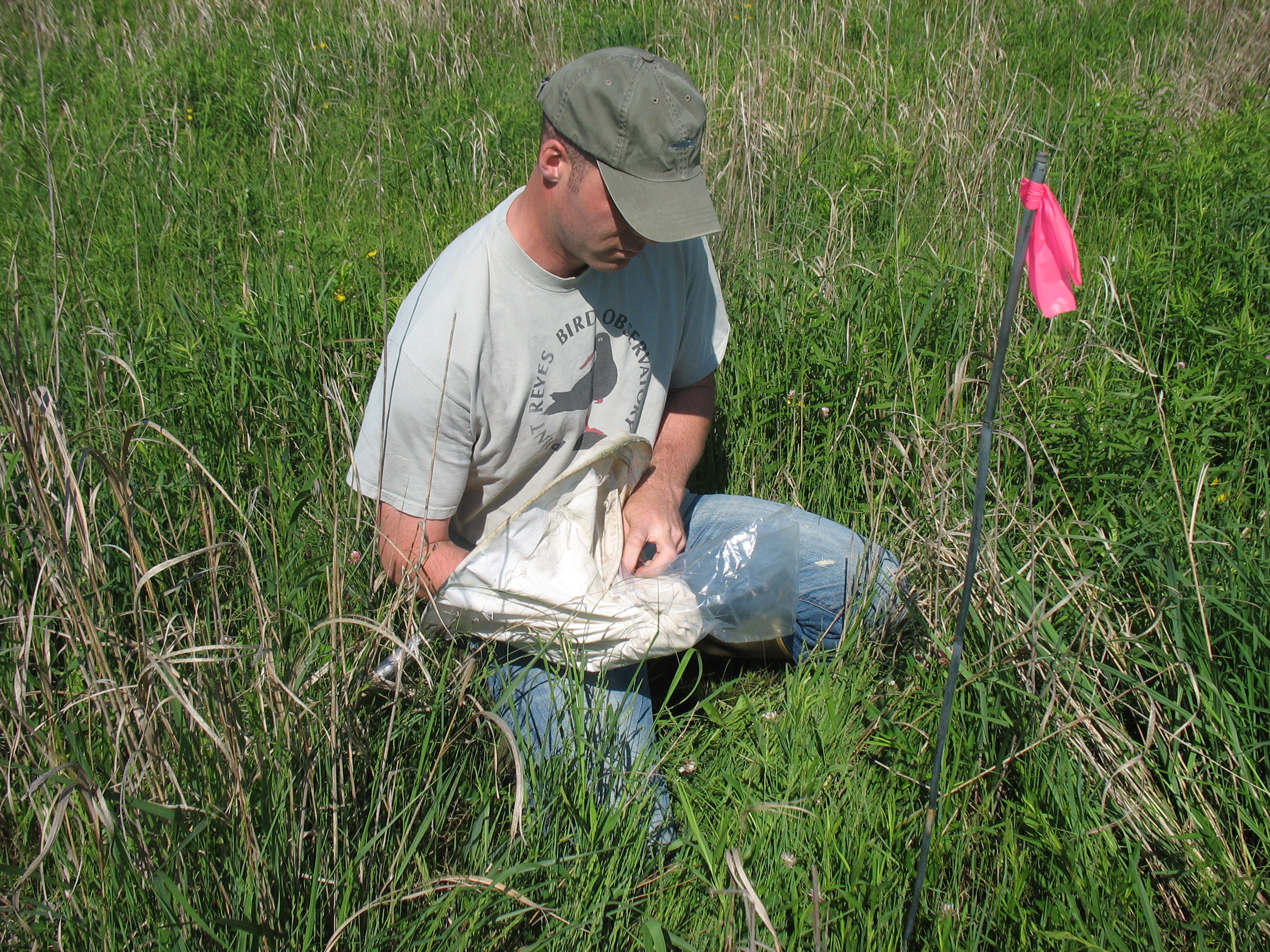 Bruce insect sampling